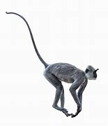 Image result for Animated Monkey Running