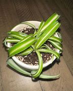 Image result for Do Spider Plants Flower