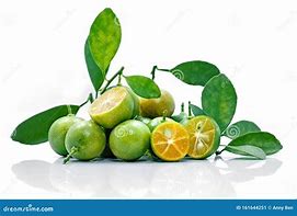 Image result for Kumquat Fruit White Background