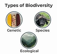 Image result for Biodiversity Diagram