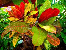 Image result for Colourful Plants