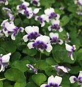 Image result for Australian Violet Ground Cover