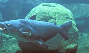 Image result for Blue Catfish Identification