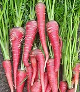 Image result for The Carrot Carp