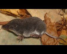 Image result for Shrew Animal