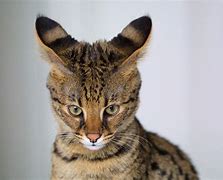 Image result for The Savannah Cat