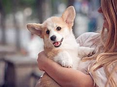 Image result for Corgi Adult Dog