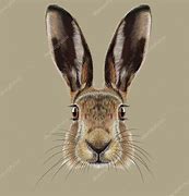 Image result for Hare Portrait Face