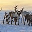 Image result for Difference in Caribou and Reindeer