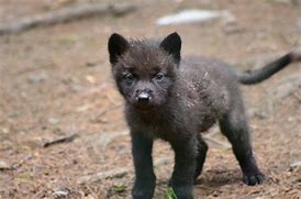 Image result for Black Fur Wolf Dog