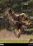 Image result for Golden Eagle Landing