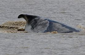 Image result for Humpback Whale