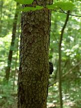 Image result for Flowering Dogwood Roots