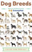 Image result for Top 10 Dog Breeds AKC