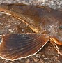 Image result for Ikan Kecil Laut Kutub