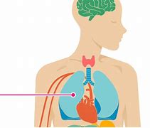 Image result for Atrial Fibrillation On the Body