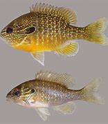 Image result for Shuba's Fish