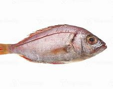 Image result for Saltwater Perch