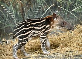 Image result for Tapir Lips