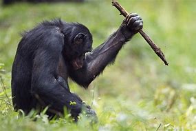 Image result for Bonobo