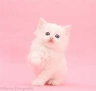 Image result for Smart Cat with Pink Background