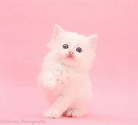 Image result for Cat with Pink Background