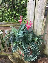 Image result for Flamingo Garden Stakes