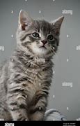 Image result for Gray Tabby Olive Eyes