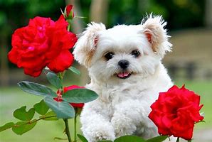 Image result for Plces Cute