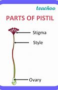 Image result for Pistil Parts