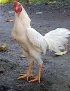 Image result for Ayam Jago Zoom