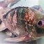 Image result for Red Tilapia Fish