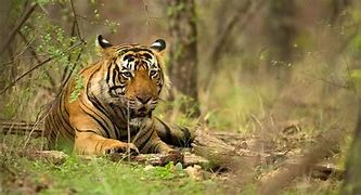 Image result for Sariska Wildlife Sanctuary Map