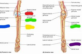 Image result for Lower Leg Artery