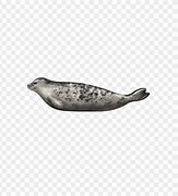 Image result for Without Seal