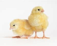 Image result for Broiler Rooster