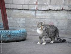 Image result for Sad Homeless Cat