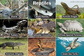 Image result for 3 Reptiles