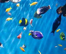 Image result for Aqua Fish