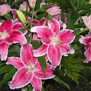 Image result for Rare Exotic Flowers Pink