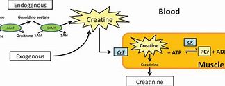 Image result for Creatine Energy System