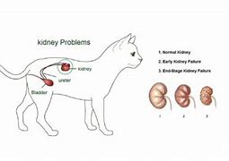 Image result for Cat Kidney Disease