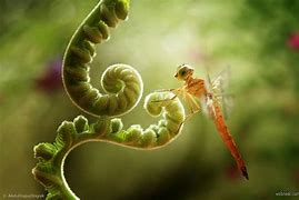 Image result for Live Macro Photography