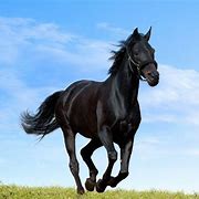 Image result for Dark Hare Horse