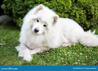 Image result for White Puffy Doggo