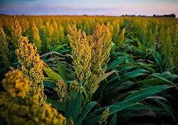 Image result for Millet Field