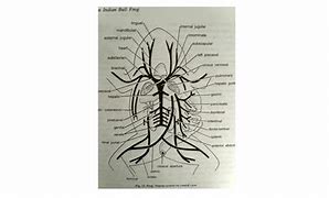 Image result for Frog Circulatory System Diagram