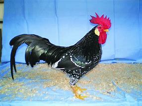 Image result for Fancy Chicken Breeds