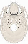 Image result for Skull Inferior View