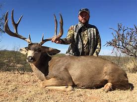 Image result for Mexico Mule Deer